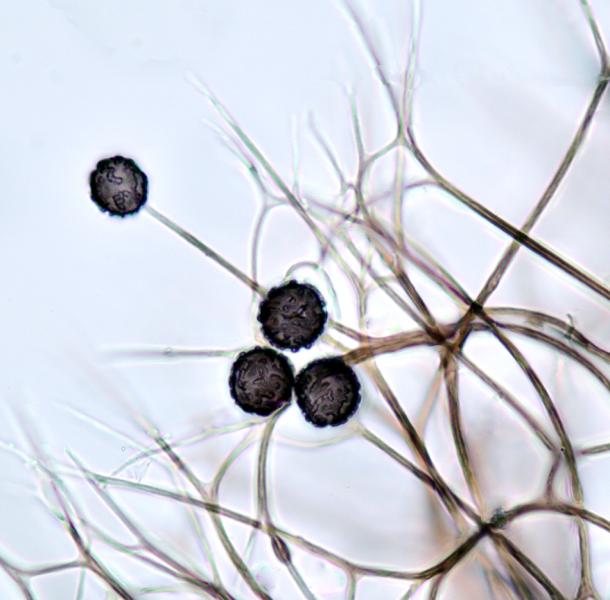 Fotografia de esporas